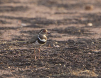 Loango National Park - Ndola Camp